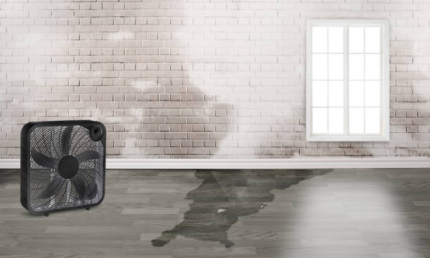 Best Carpet water damage restoration  in Riverside, AL